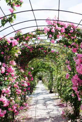 Fotobehang Pergola met roze rozen