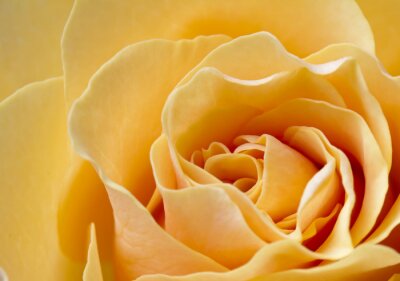 Fotobehang Perzikachtige roos in macro