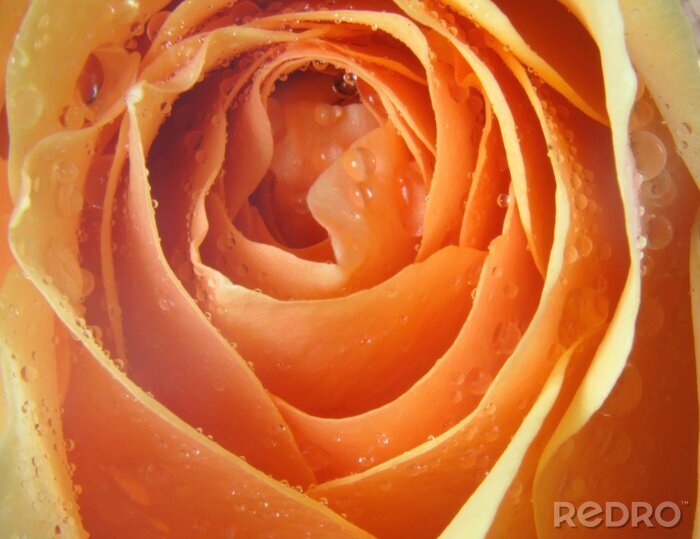 Fotobehang perzikkleurige roos