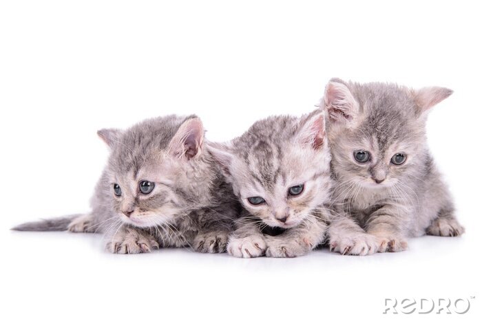 Fotobehang Piepkleine katten voor kinderen