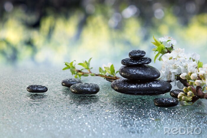 Fotobehang pietre nere e fiori di mandorlo con gocce d'acqua