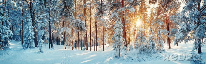 Fotobehang Pine bomen bedekt met sneeuw op ijzige avond. Prachtig winterpanorama
