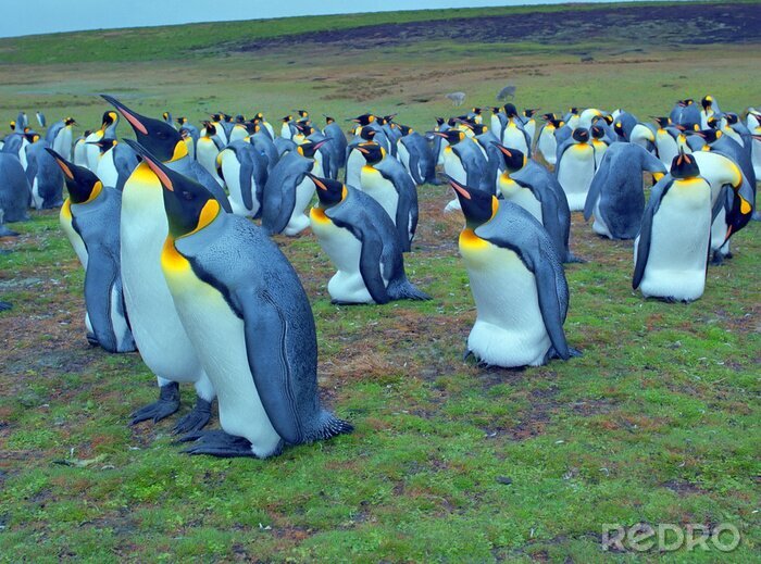 Fotobehang Pinguïn kolonie