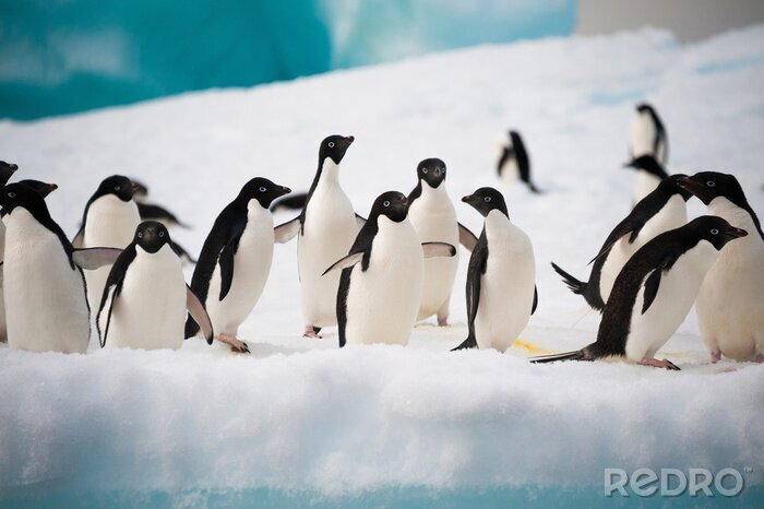 Fotobehang Pingu?ns lopen op de sneeuw