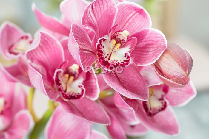 Fotobehang Pink orchid flower on light background. Light pastel poster with orchids phalaenopsis.