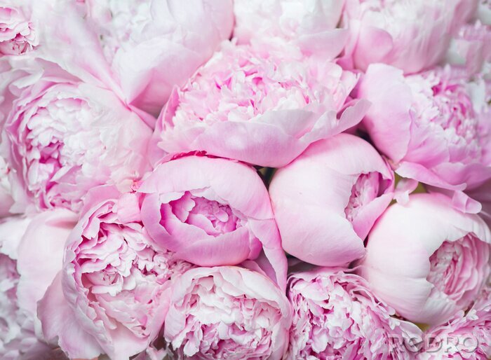 Fotobehang Pink peonies blossom background. Flowers..
