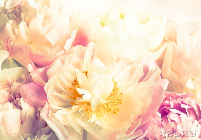 Fotobehang Pioenen in de zon