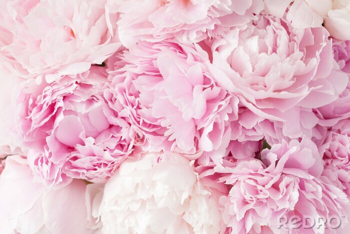 Fotobehang Pioenen in roze tint