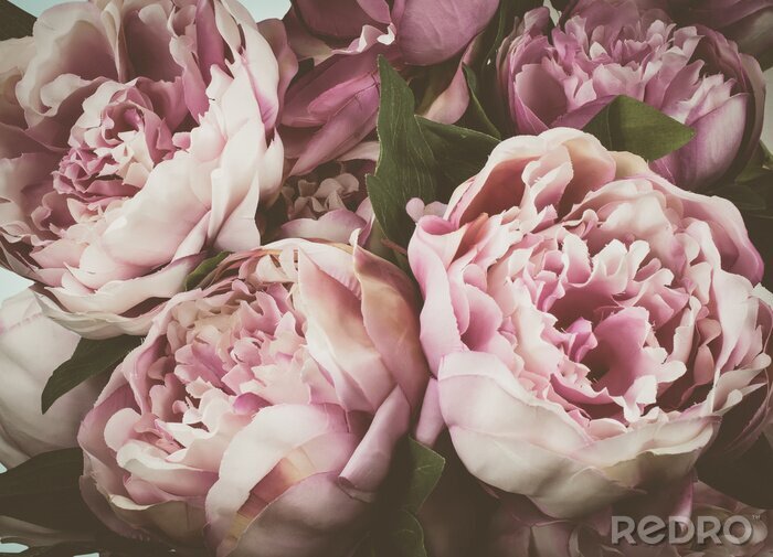 Fotobehang Pioenroos op een retrofoto