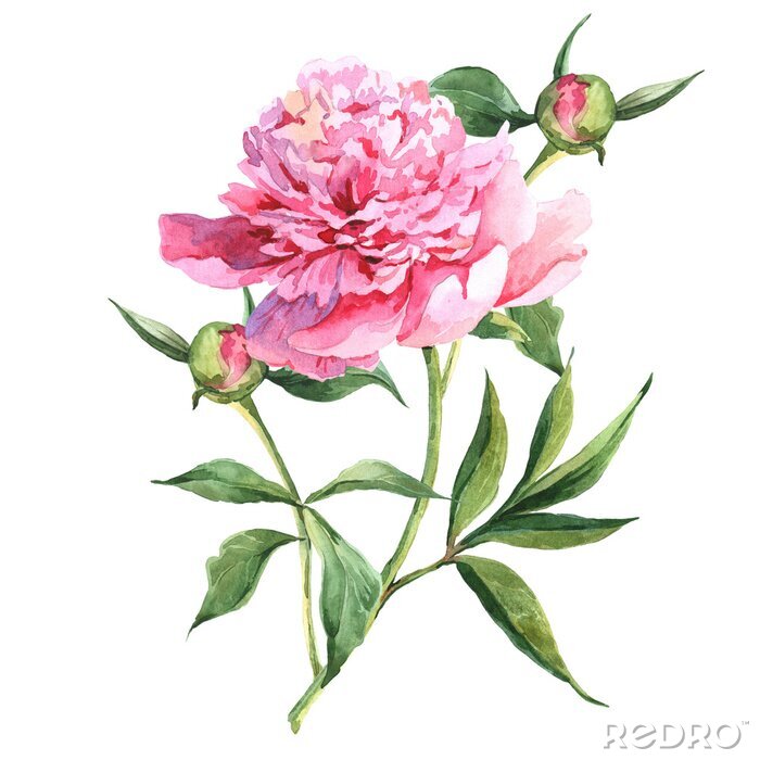 Fotobehang Pioenroos op steel met twee knoppen