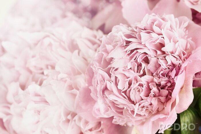 Fotobehang Pioenrozen en zonlicht