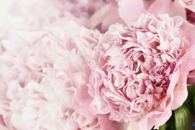 Fotobehang Pioenrozen en zonlicht