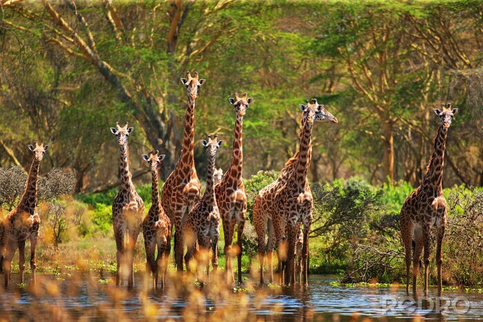 Fotobehang Pittoreske foto met giraffen