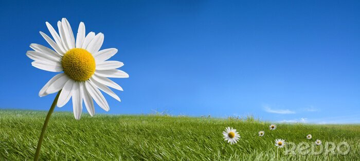 Fotobehang Pittoreske zomer landschap en daisy bloemen