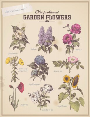 plakkaat bloemist met 9 vintage tuin bloemen