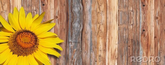 Fotobehang Planken en zonnebloem