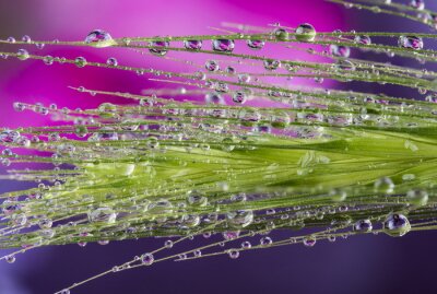 Fotobehang Plant bedekt met waterdruppels
