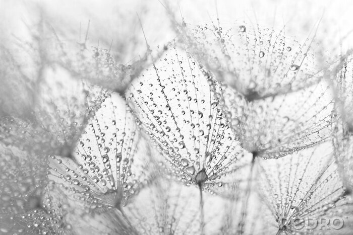 Fotobehang Plant zaden met water druppels