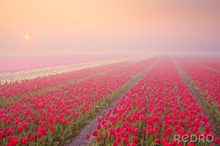 Fotobehang Plantage van rode tulpen