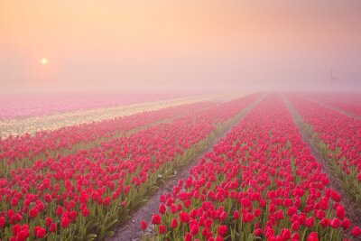 Sticker Plantage van rode tulpen