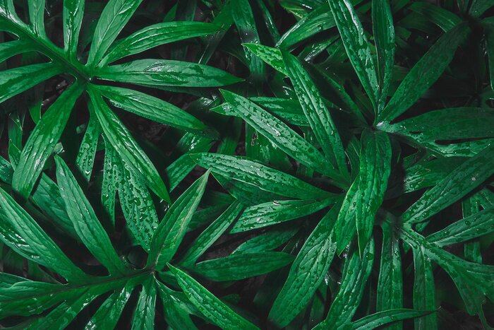 Fotobehang Planten bespat met water