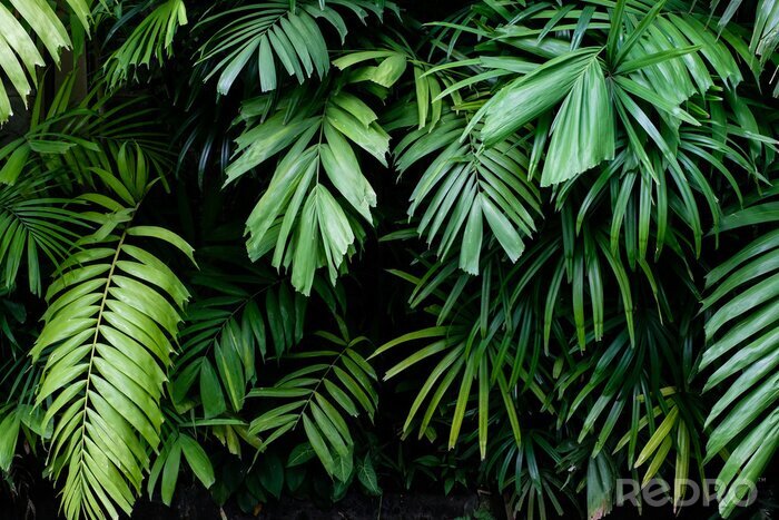 Fotobehang Planten die in de jungle groeien