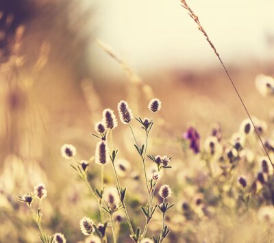 Fotobehang Planten in de lenteweide