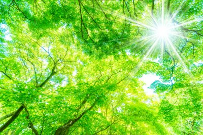 Fotobehang Planten in de zon
