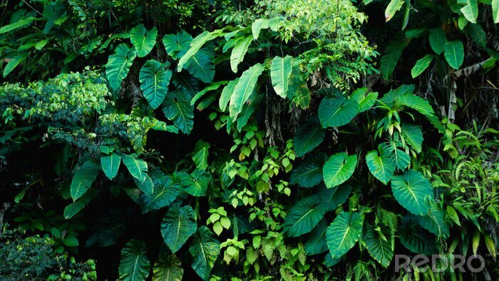Fotobehang Planten in een regenwoud
