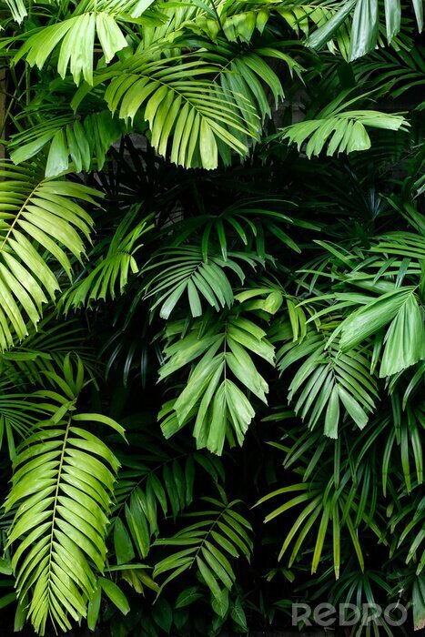 Fotobehang Planten in een tropische tuin