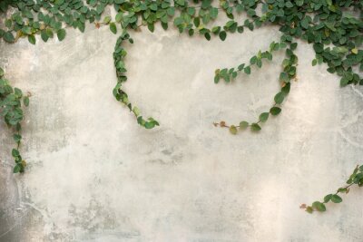 Fotobehang Planten op betonnen muur
