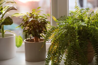 Planten op de achtergrond van het raam