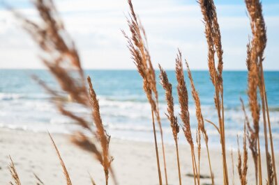 Fotobehang Planten op de zeeduinen
