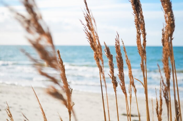 Fotobehang Planten op de zeeduinen