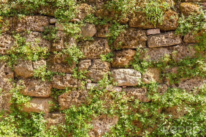 Fotobehang Planten op stenen muur