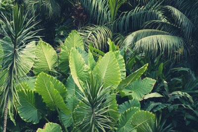 Fotobehang Planten rechtstreeks uit de jungle