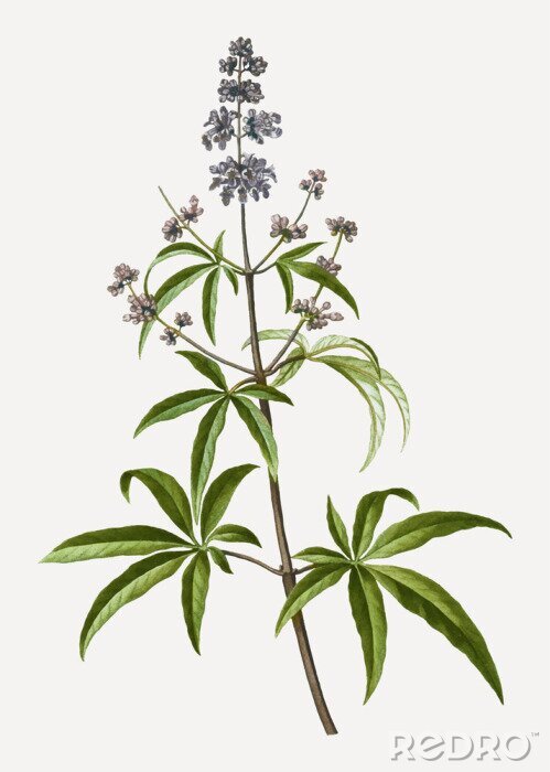 Fotobehang Plantentakje met vruchten en bloemen