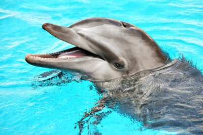 Fotobehang Plezier met een dolfijn