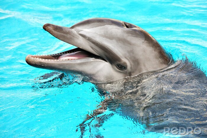 Fotobehang Plezier met een dolfijn