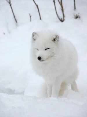 Fotobehang Pluizig dier in de sneeuw