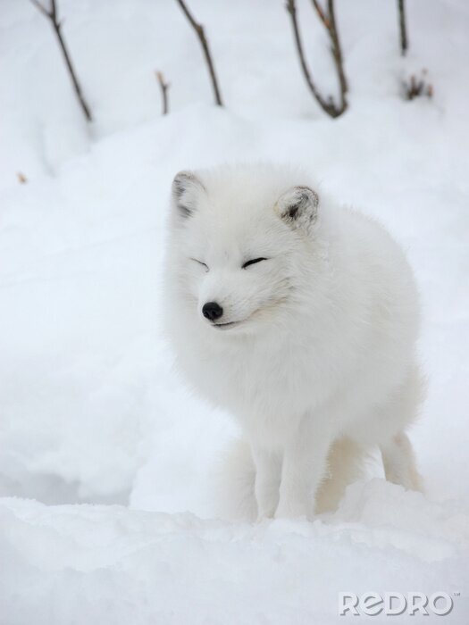 Fotobehang Pluizig dier in de sneeuw