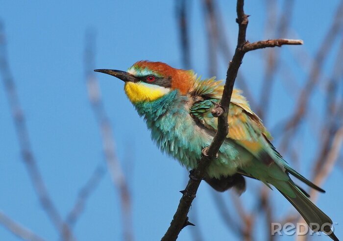 Fotobehang Pluizige vogel op de boom