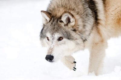 Fotobehang Pluizige wolf in de winter