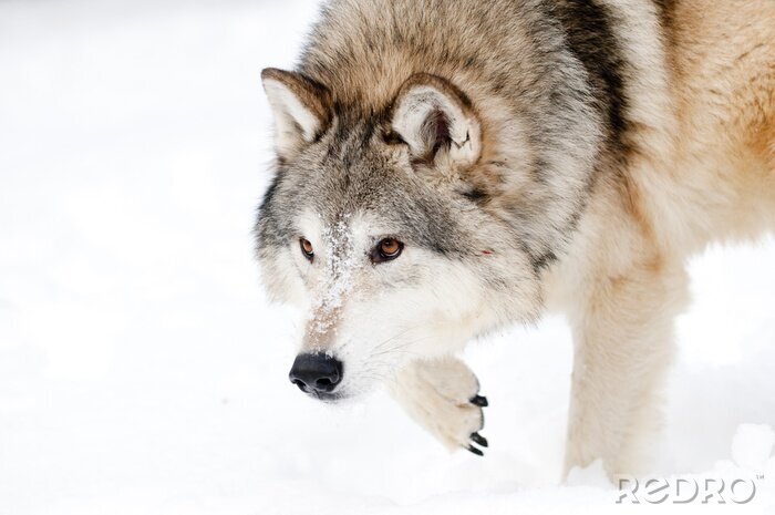 Fotobehang Pluizige wolf in de winter