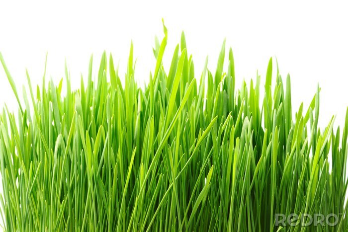 Fotobehang Plukjes groen gras