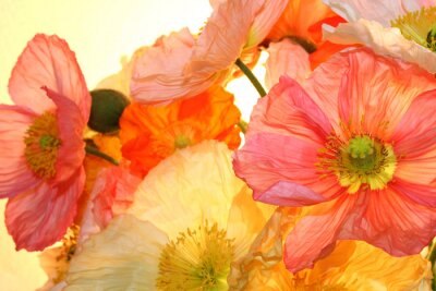 Poederachtige papieren klaprozen in het licht