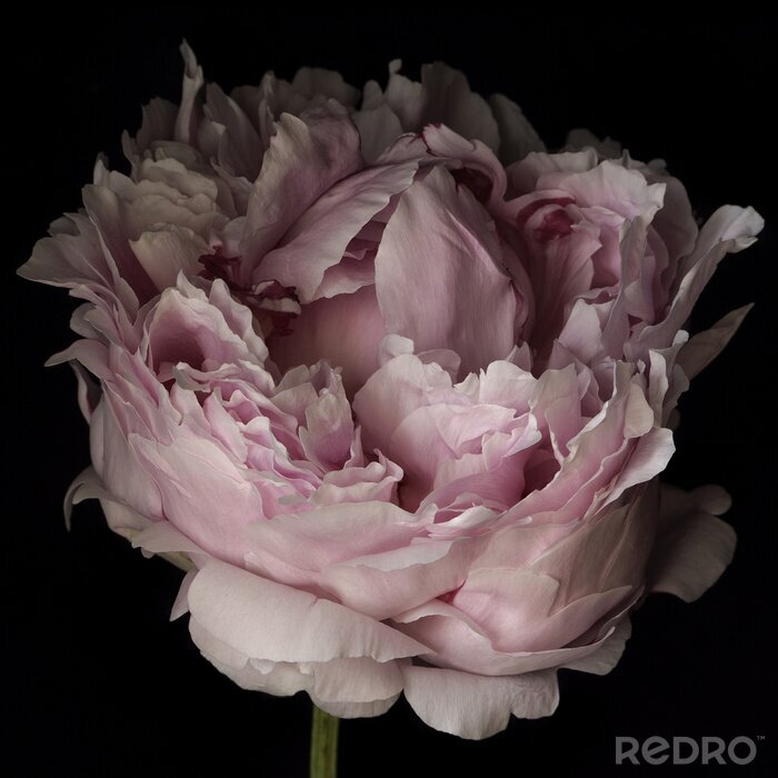 Fotobehang Poederachtige pioenroos op een zwarte achtergrond