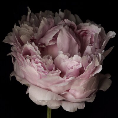 Fotobehang Poederachtige pioenroos op een zwarte achtergrond