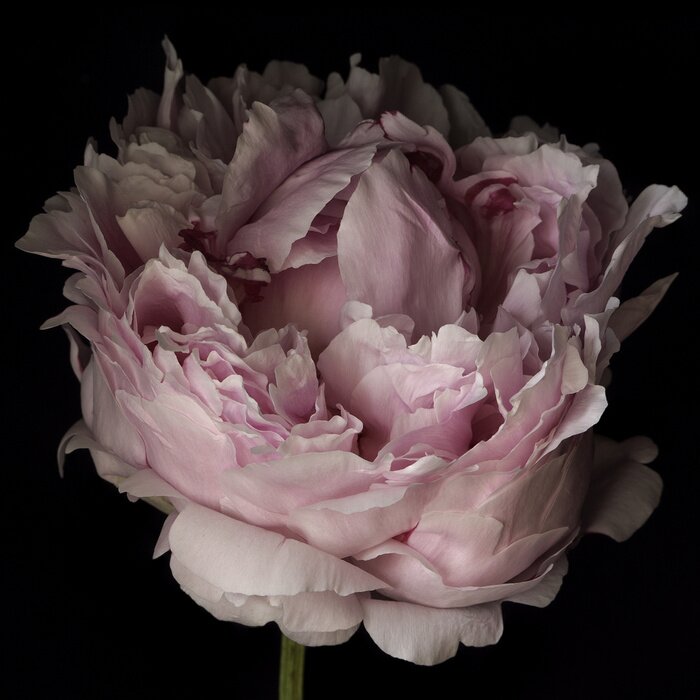 Fotobehang Poederachtige pioenroos op een zwarte achtergrond