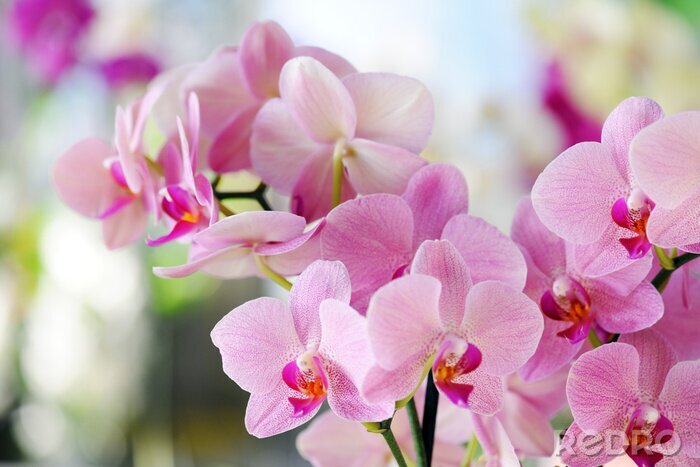 Fotobehang Poederroze orchidee